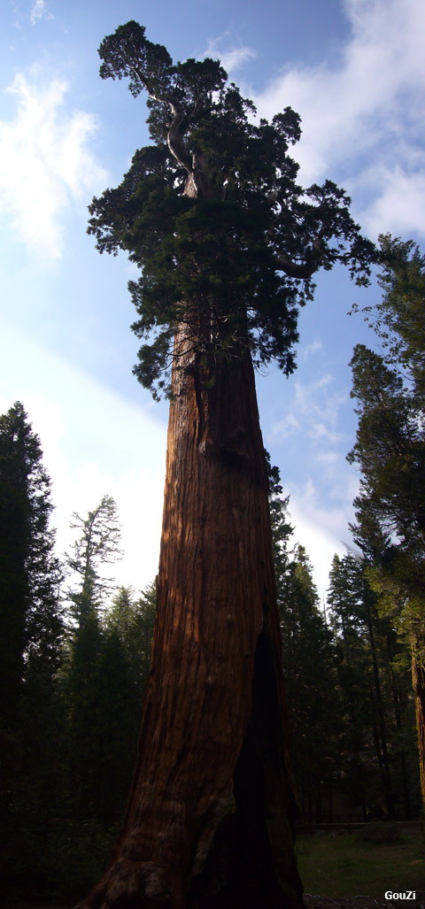 Sequoia Park - Kings canyon - Californie | Séquoia Géant