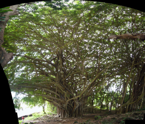 Hawaii: Sprawling Tree